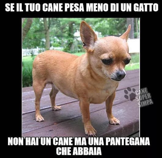 hahaha poverino