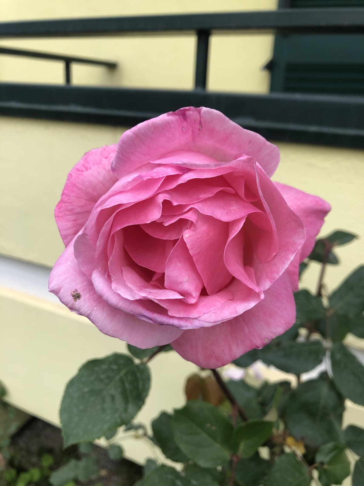 Un piccole pensiero floreale per voi!