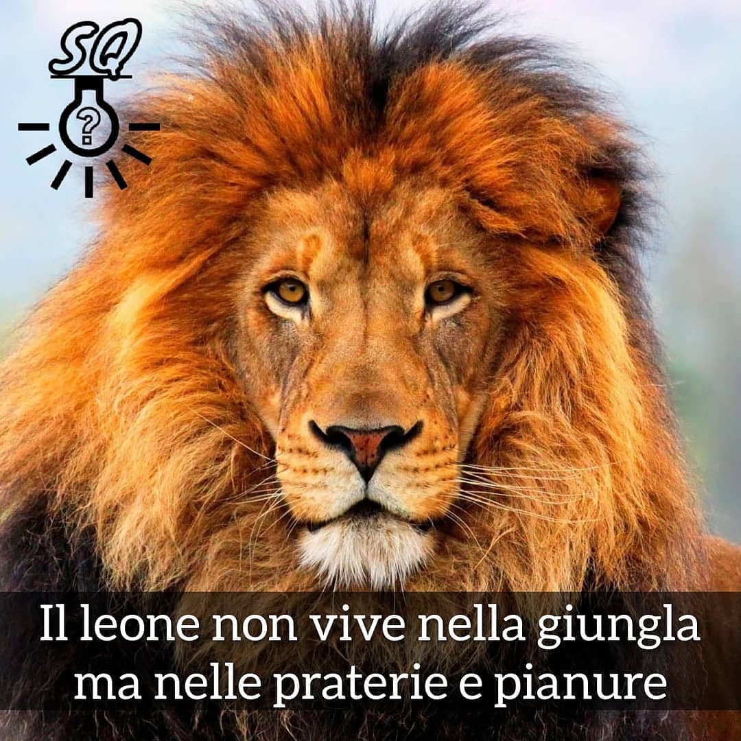 Chi di voi ha guardato "Il re Leone"?