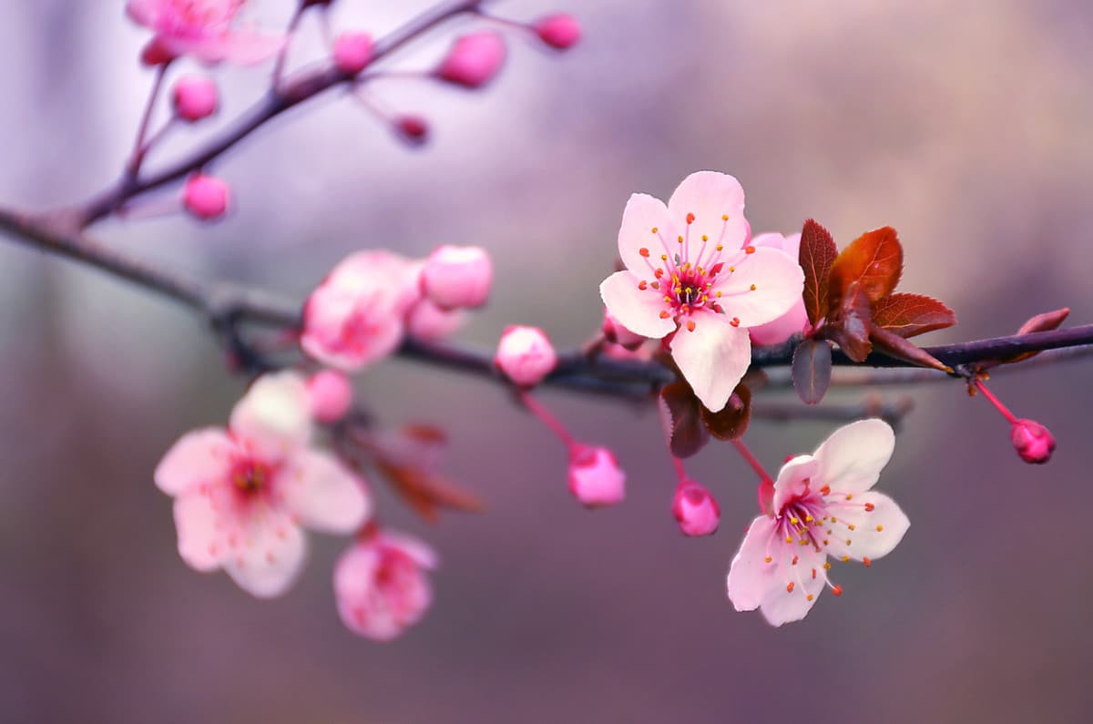 Votate Movimento 5 Tette per un Insegreto con più fiori ? e più cultura orientale ⛩️