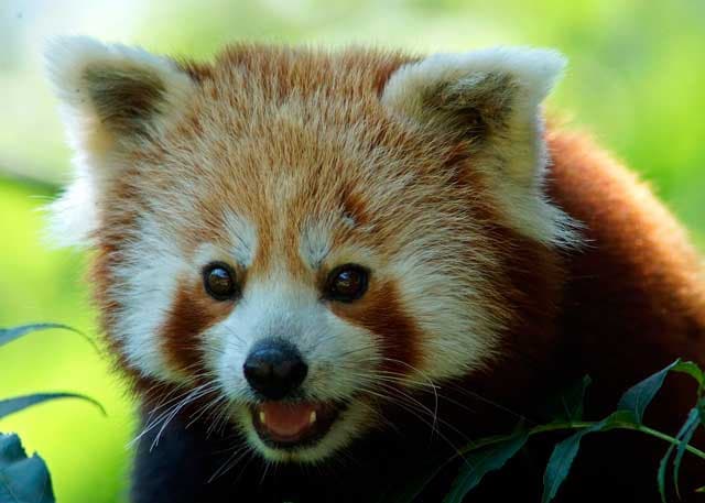 Frédéric Cuvier, lo zoologo francese, descrisse per la prima volta il panda rosso nel e lo chiamò Ailurus fulgens (gatto color fuoco o splendente)