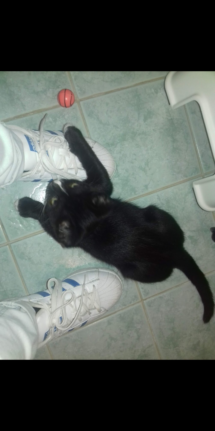 Auguri al mio gattino spastico che oggi compie un'anno e a cui piacciono tanto le mie scarpe...?