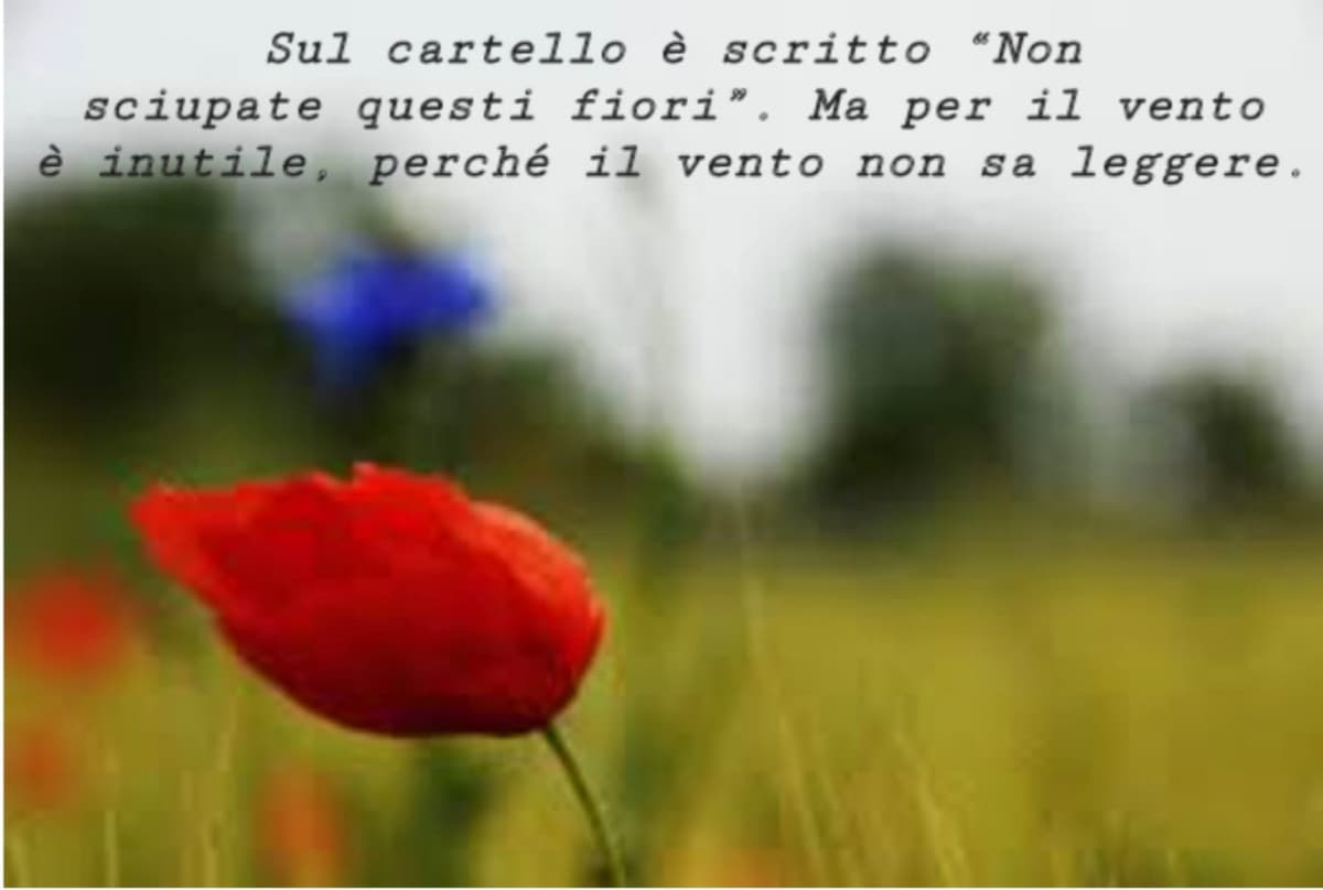 #vento #fiori #sciupare
