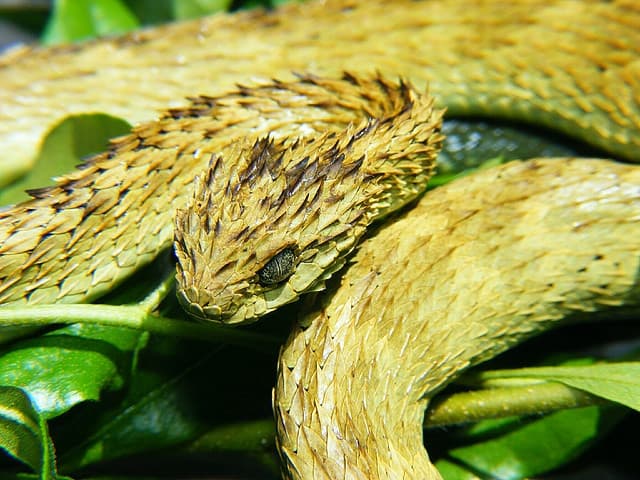 Atheris squamigera, detta vipera variabile per l'estrema variabilità delle sue colorazioni, può andare dal verde al rosso al giallo senza che vi sia una componente genetica