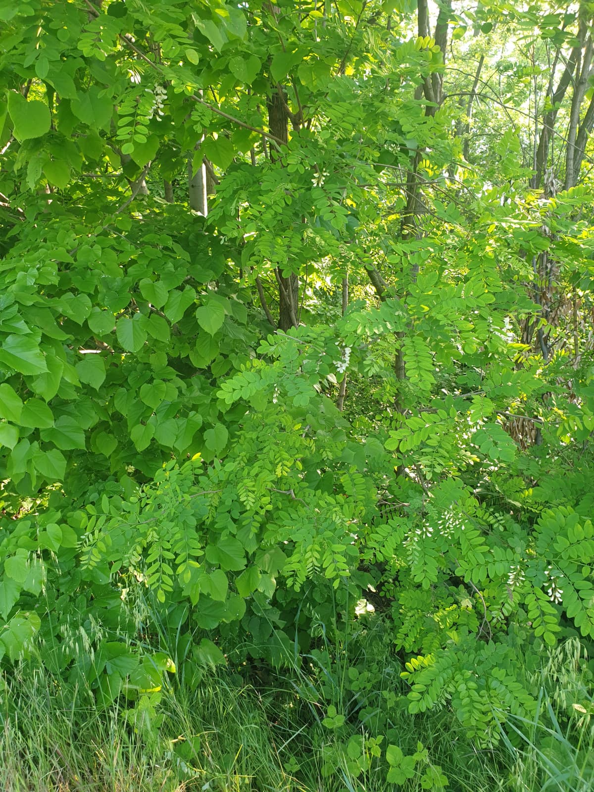 Nel mezzo del cammin di nostra vita mi ritrovai per una selva oscura,che la diritta via era smarrita....