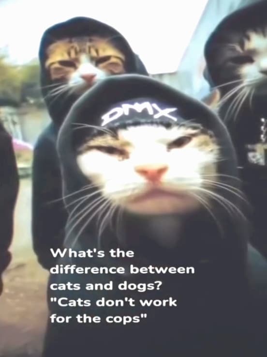 Ho sempre preferito i gatti