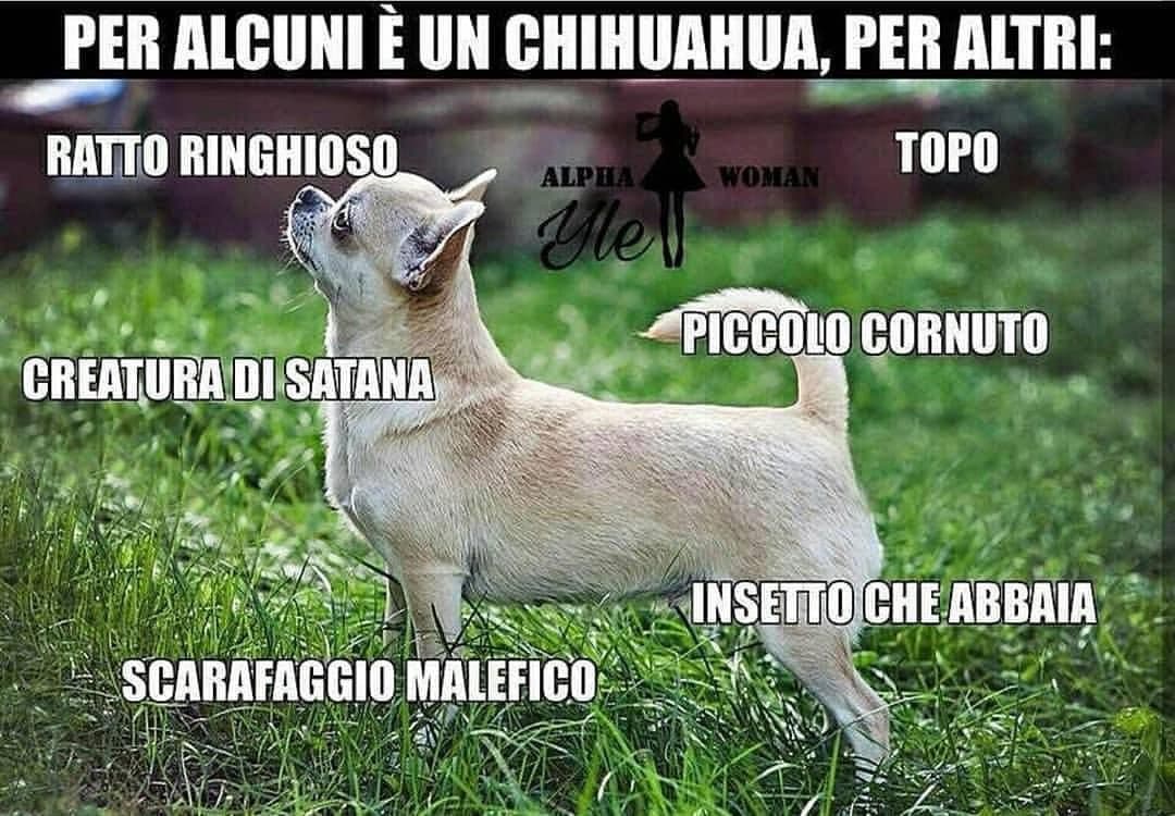 I chihuahua: