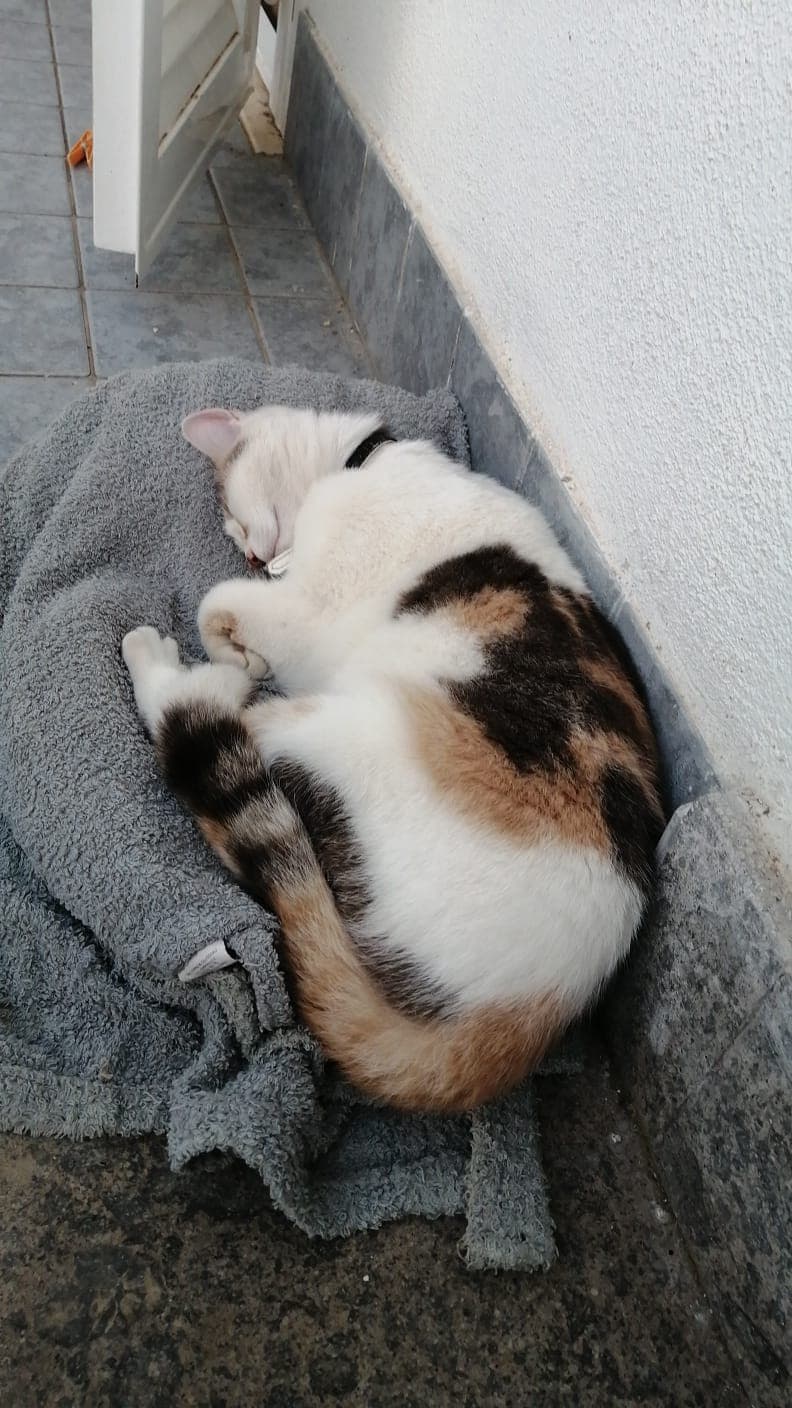 foto del gatto a caso