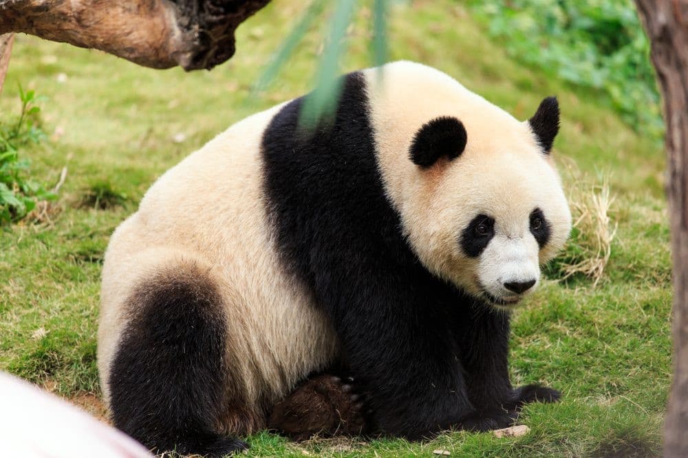 Panda giganti