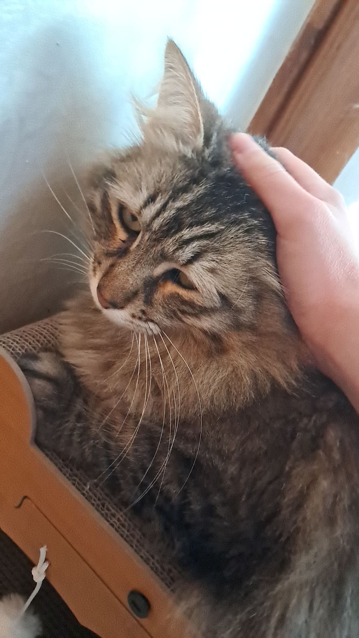 Vi metto questa foto del mio micio