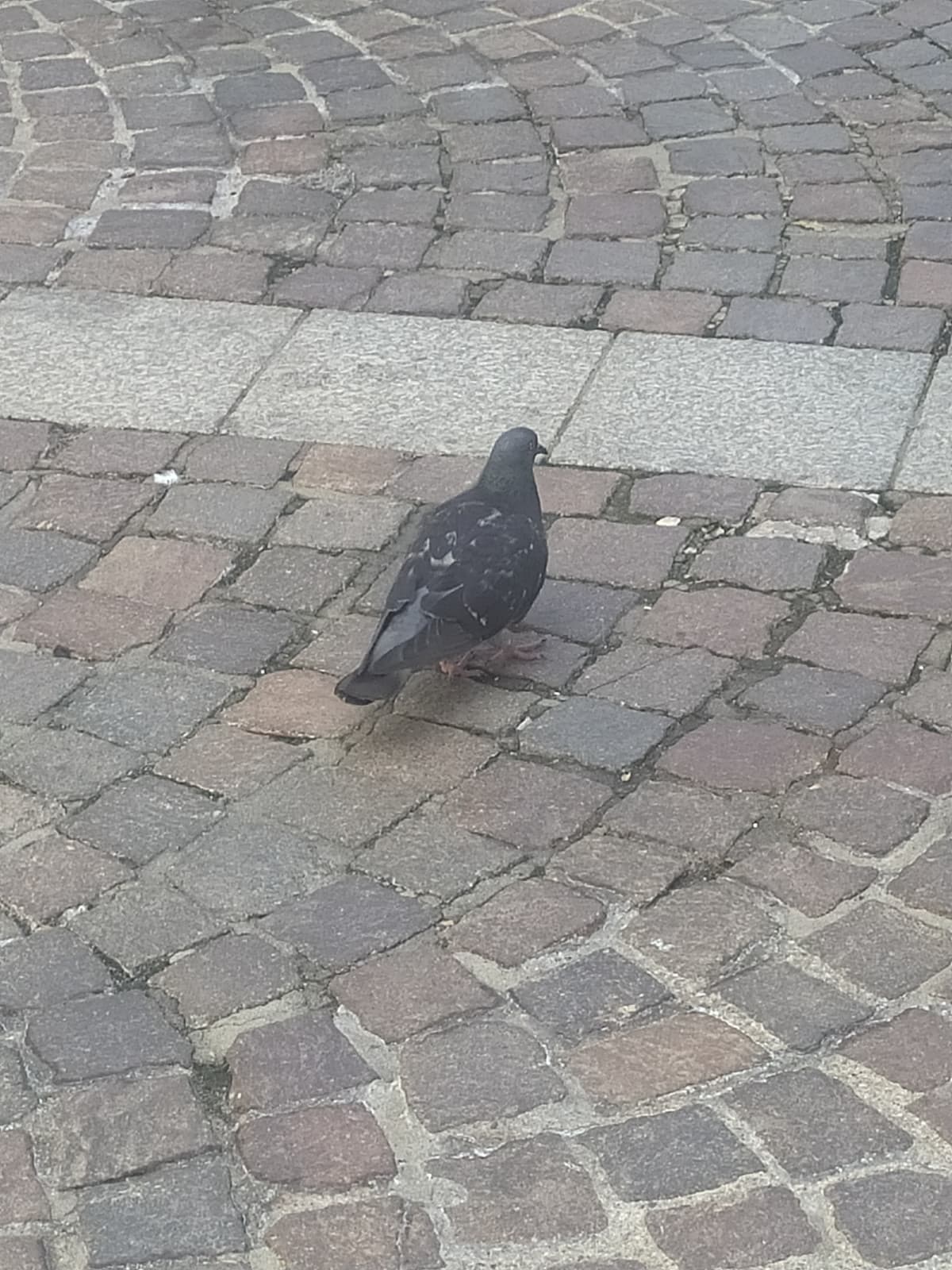 Sapete in che negozi in centro a Treviso vendono il trans tape?