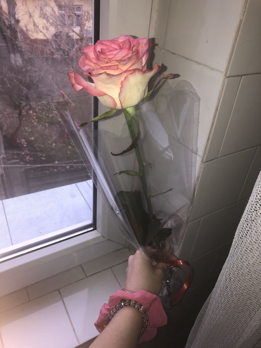 Il mio migliore amico mi ha regalato questa rosa 