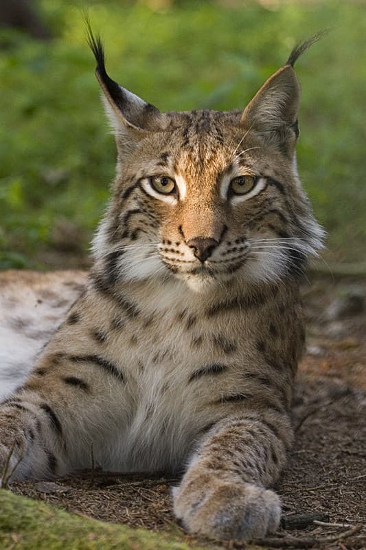 Lynx lynx,Lince Europea. Uno dei miei animali preferiti. È bellissima