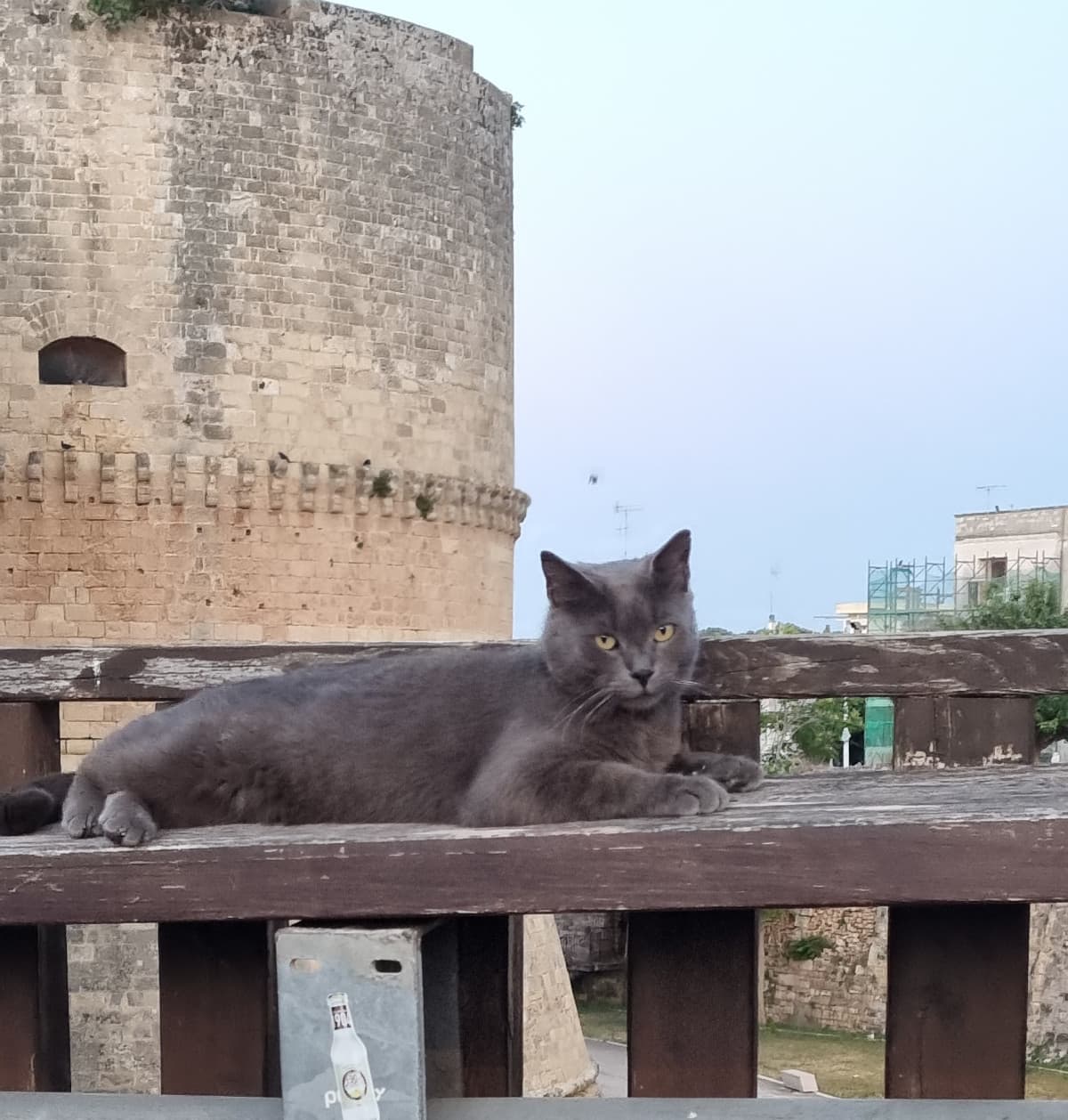 Timidina monellina gattina ❤️