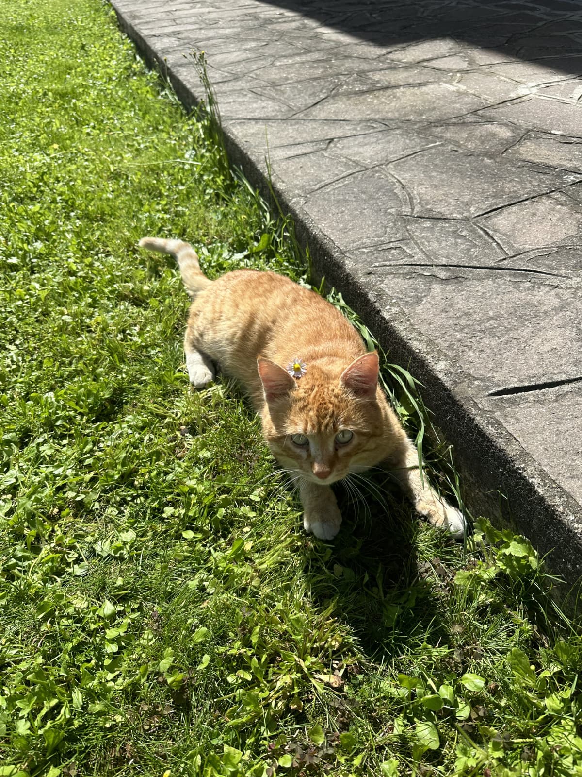 Il mio amore gattino 😭😭😭🧡🧡🧡 bambino mio e di Marco. Non vuole più entrare in casa allora cercherò di farlo ri-abituare non lo voglio perdere 