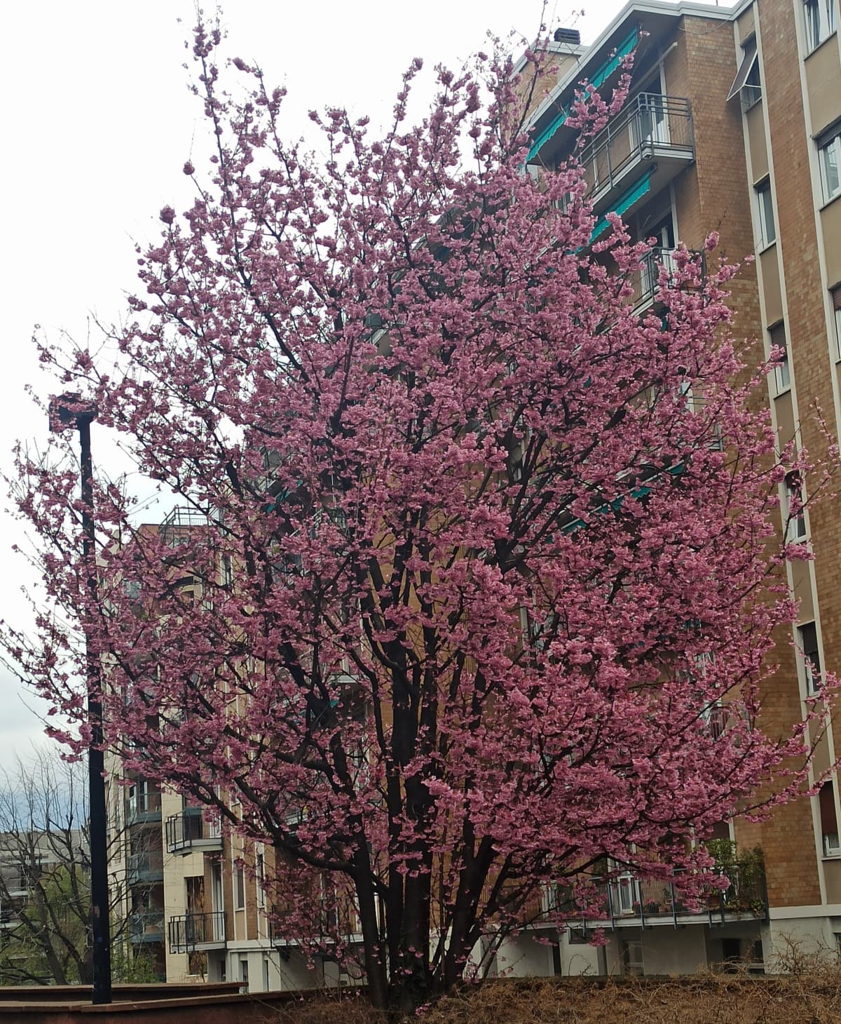 L'unica cosa bella di oggi è questo albero, fino a un paio di settimane fa era completamente spoglio, ora è sbocciato ed è stupendo. Comunque ieri è successa una cosa che non sarebbe dovuta succedere