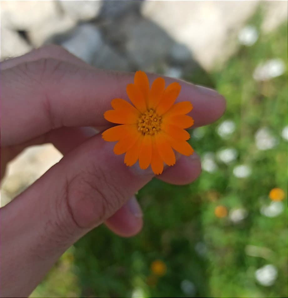 Le margherite arancioni sono il mio fiore selvatico preferito 