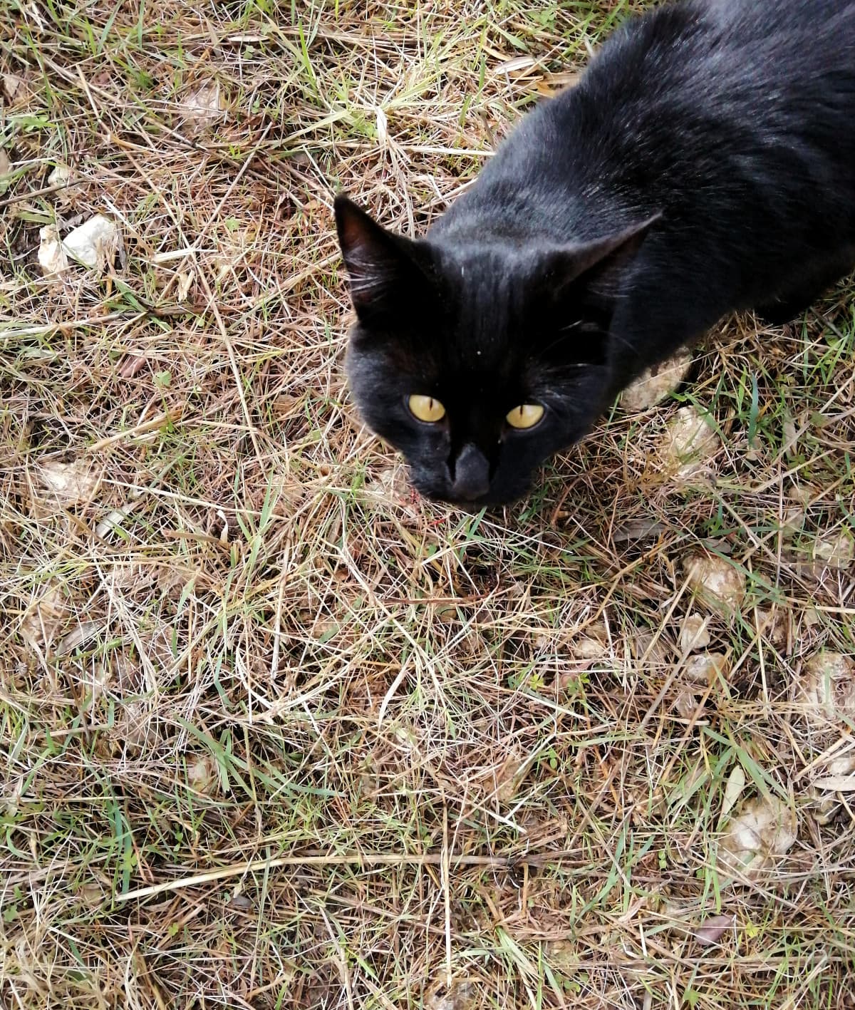 Questa meraviglia mi ha lasciato la mano a brandelli. Prima vuole le coccole, un attimo dopo mi dà zampate