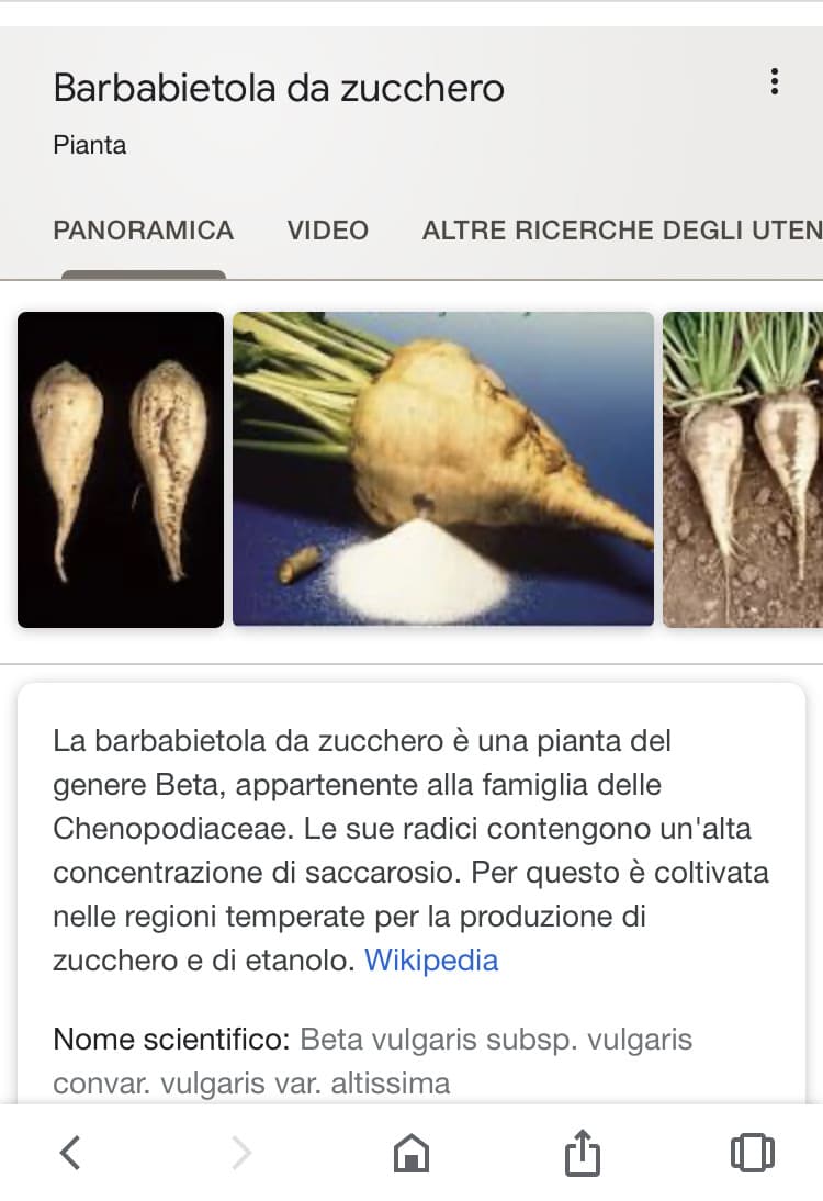 Avete mai visto una barbabietola da zucchero?? Io no, nonostante l’Italia sia uno dei principali produttori...