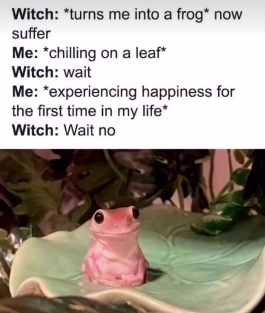 Me on a dating app: "Hi, I'm looking for a witch to turn me into a frog" 