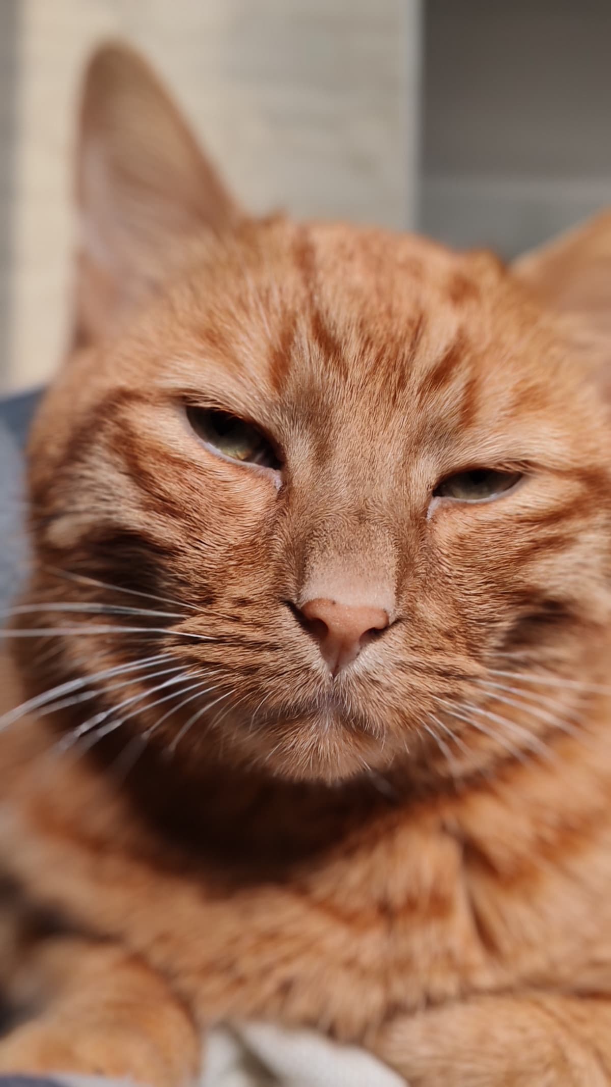 Perché Garfield odia i lunedì se lui essendo un gatto non lavora?