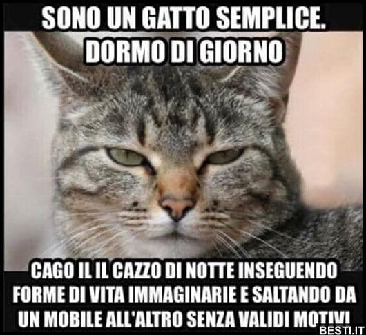 Mah, gli amanti dei gatti che diranno? Sarà vero? 