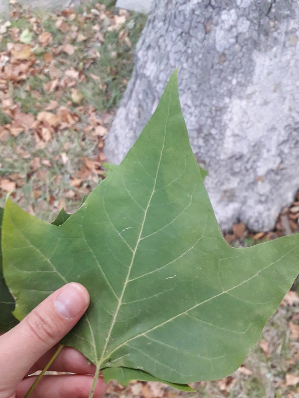 Buon giorno a tutti.La giornata è iniziata molto bene con me che cado all'indietro cercando di raccogliere delle foglie