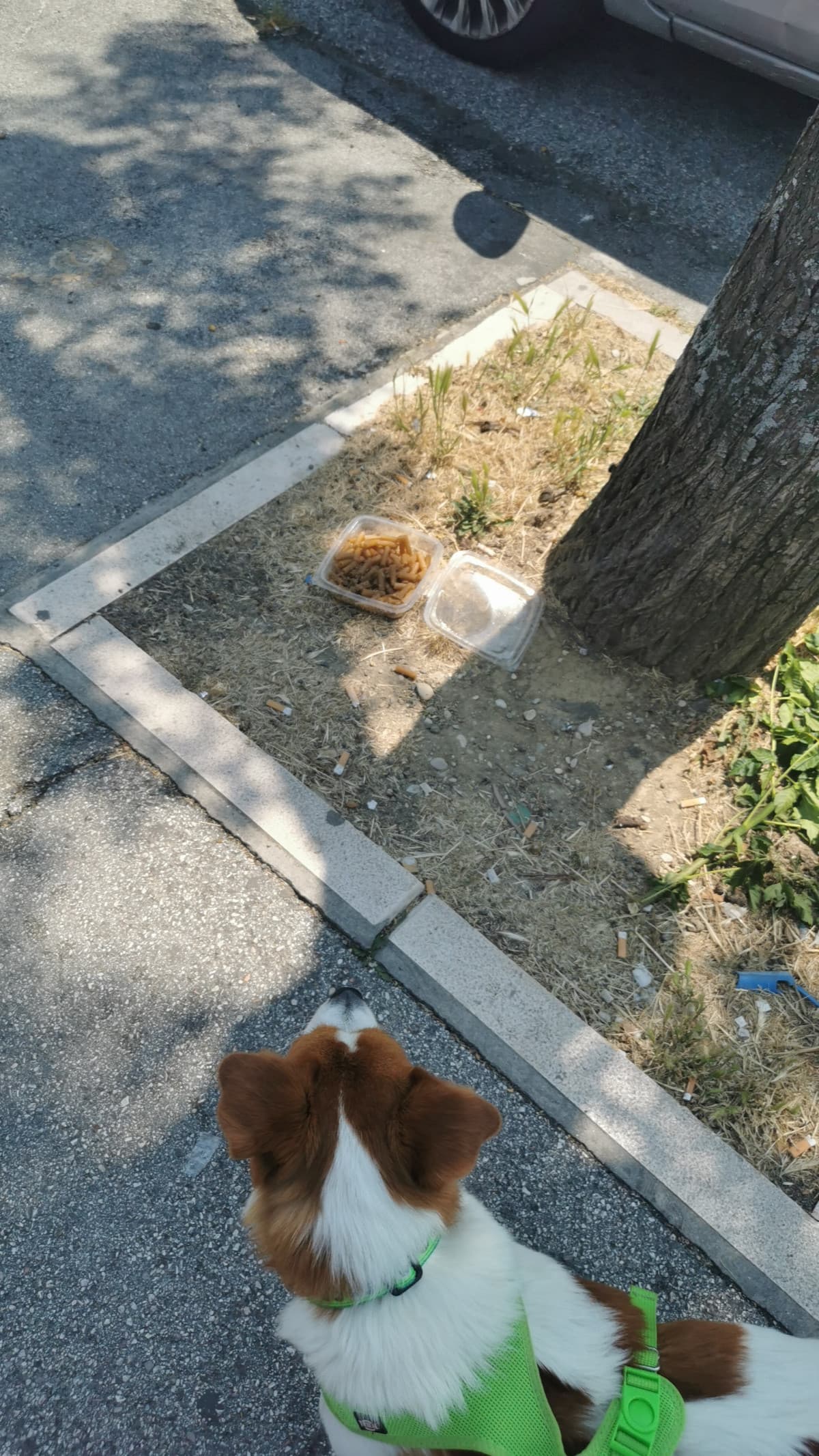 riporto il pranzo a mia sorella 