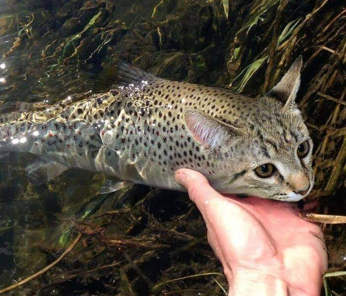 Pesce gatto nel senso letterale del termine 