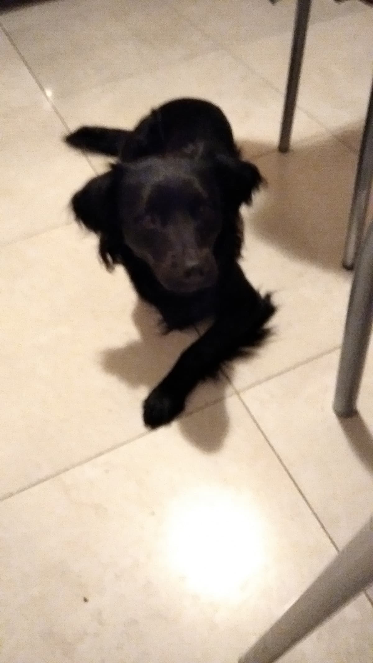 Ciao sono un bel doggo