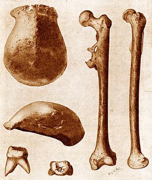 H. erectus- Trinil 2