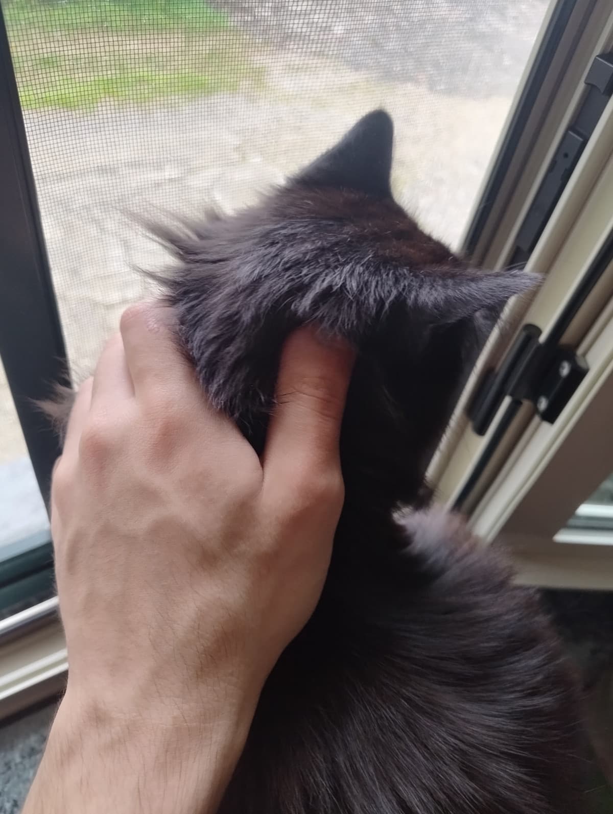 Ciao sono nuovo quindi posterò gatto