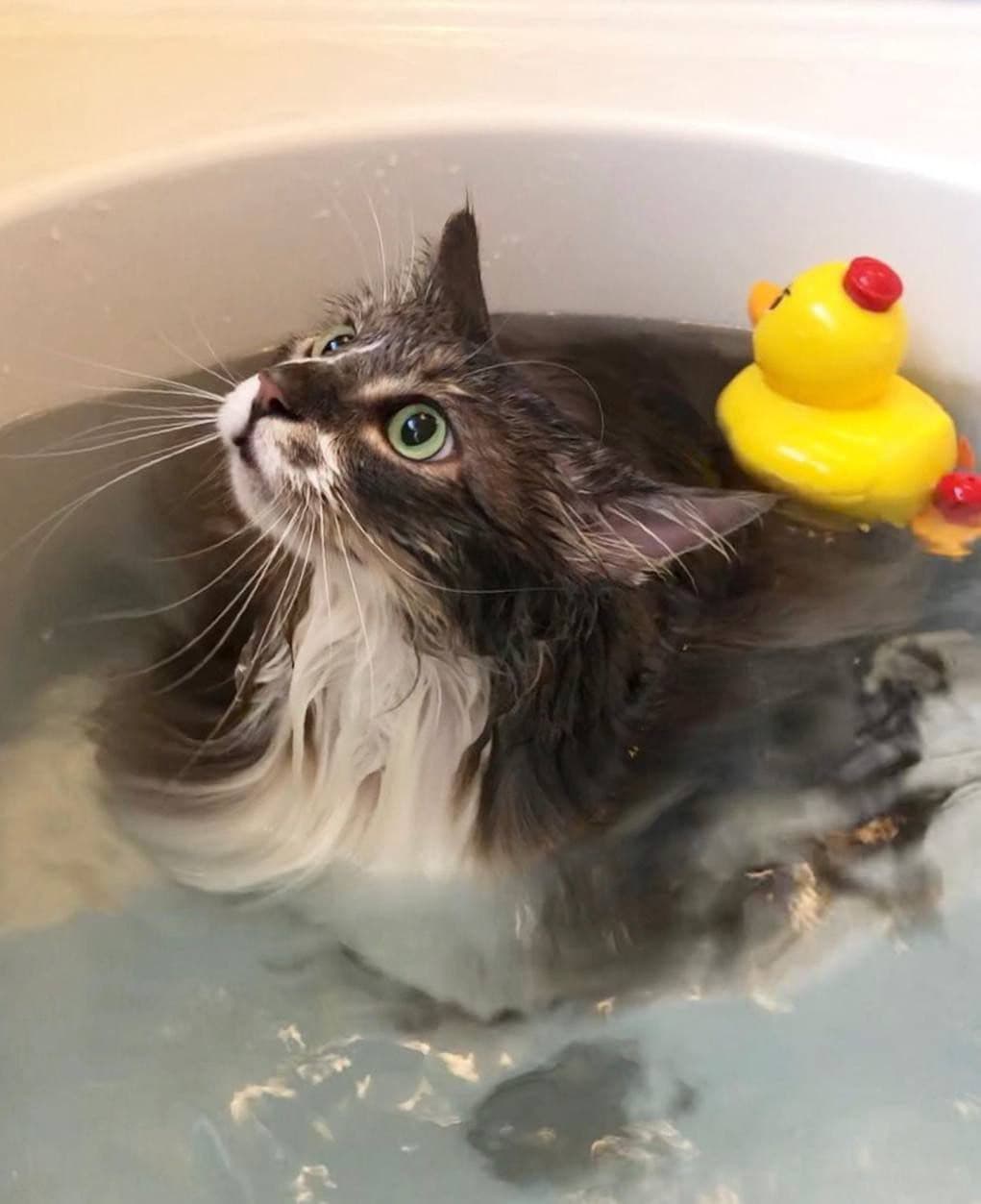 Perché i gatti conquisteranno il mondo