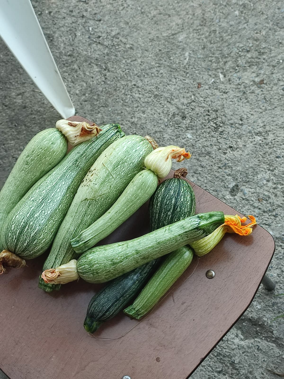 Zucchine 