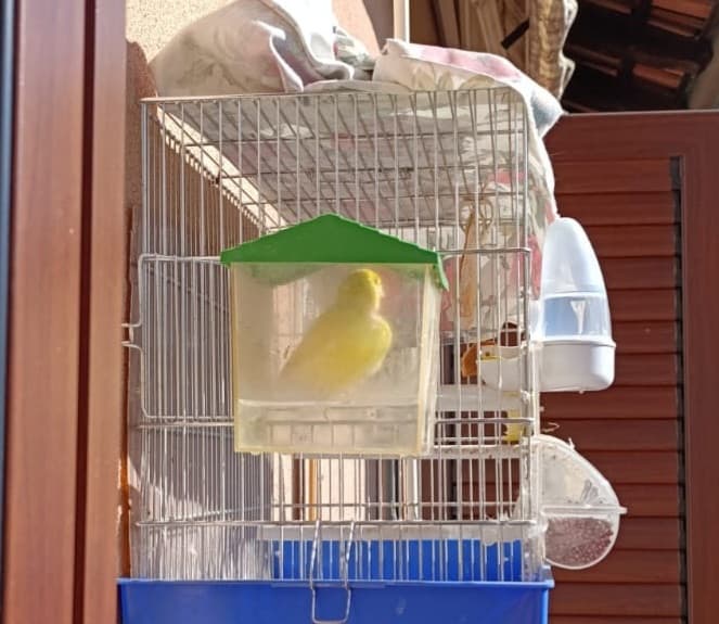 Peppino fa il bagno🐤🛁 È più pulito di certa gente