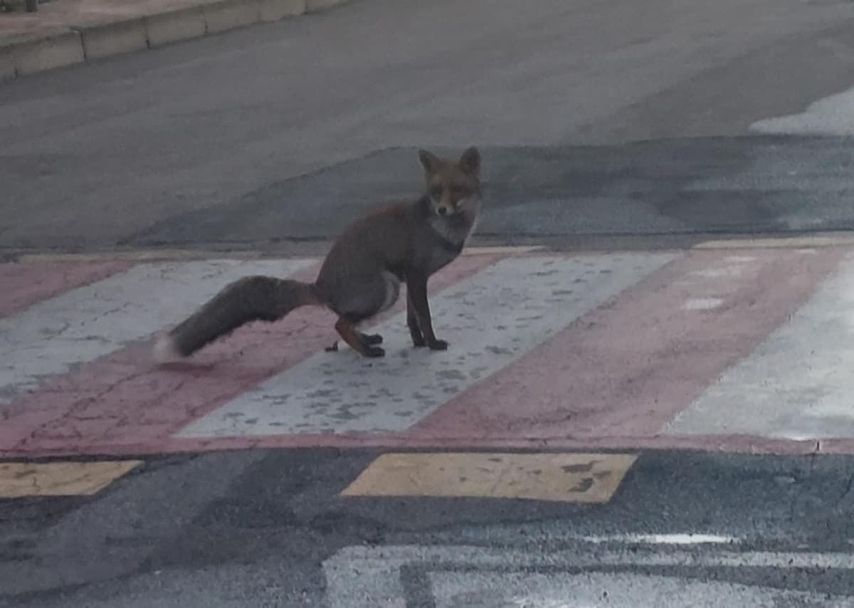 la mia giornata di merda è stata segnata dall'avvistamento di una volpe che caca