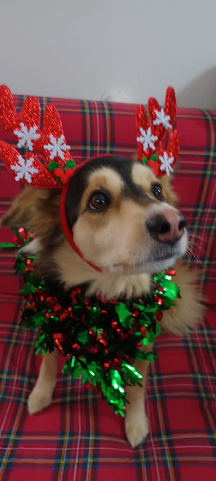cane natalizio bau parte 2