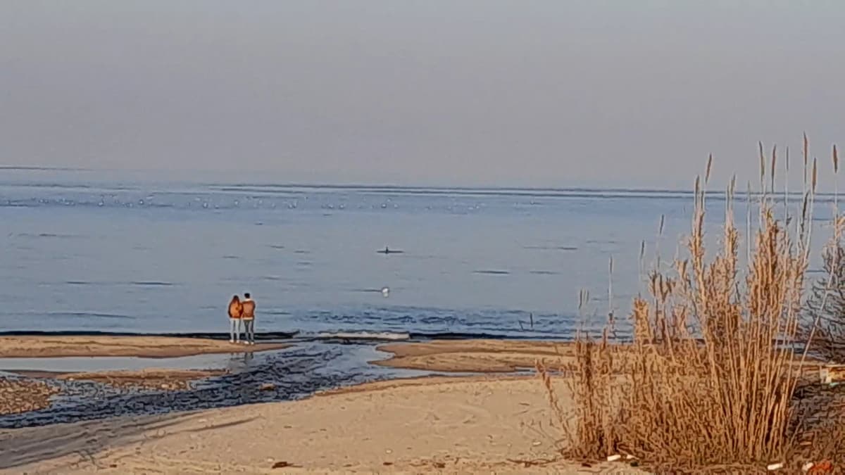 Il coso nero al centro è un delfino 