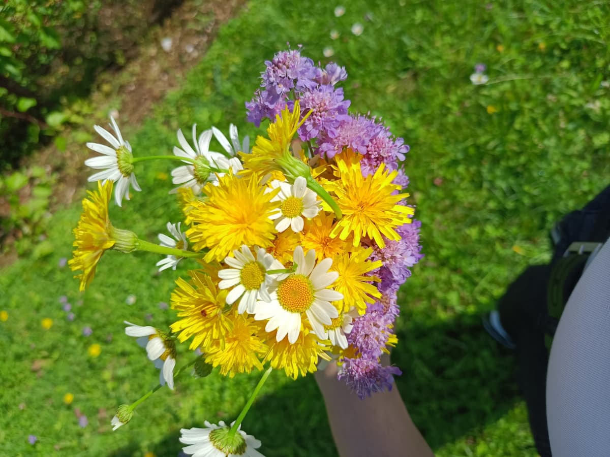 Ho raccolto dei fiori per mia nonna
