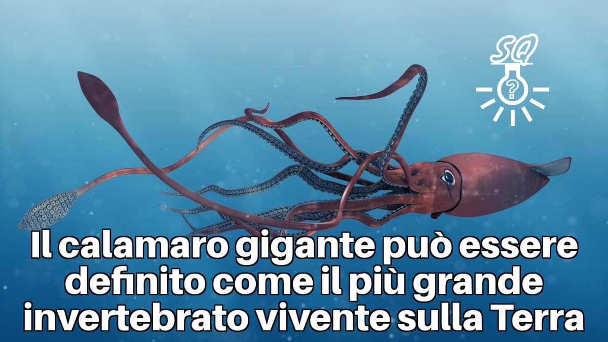 #curiosità