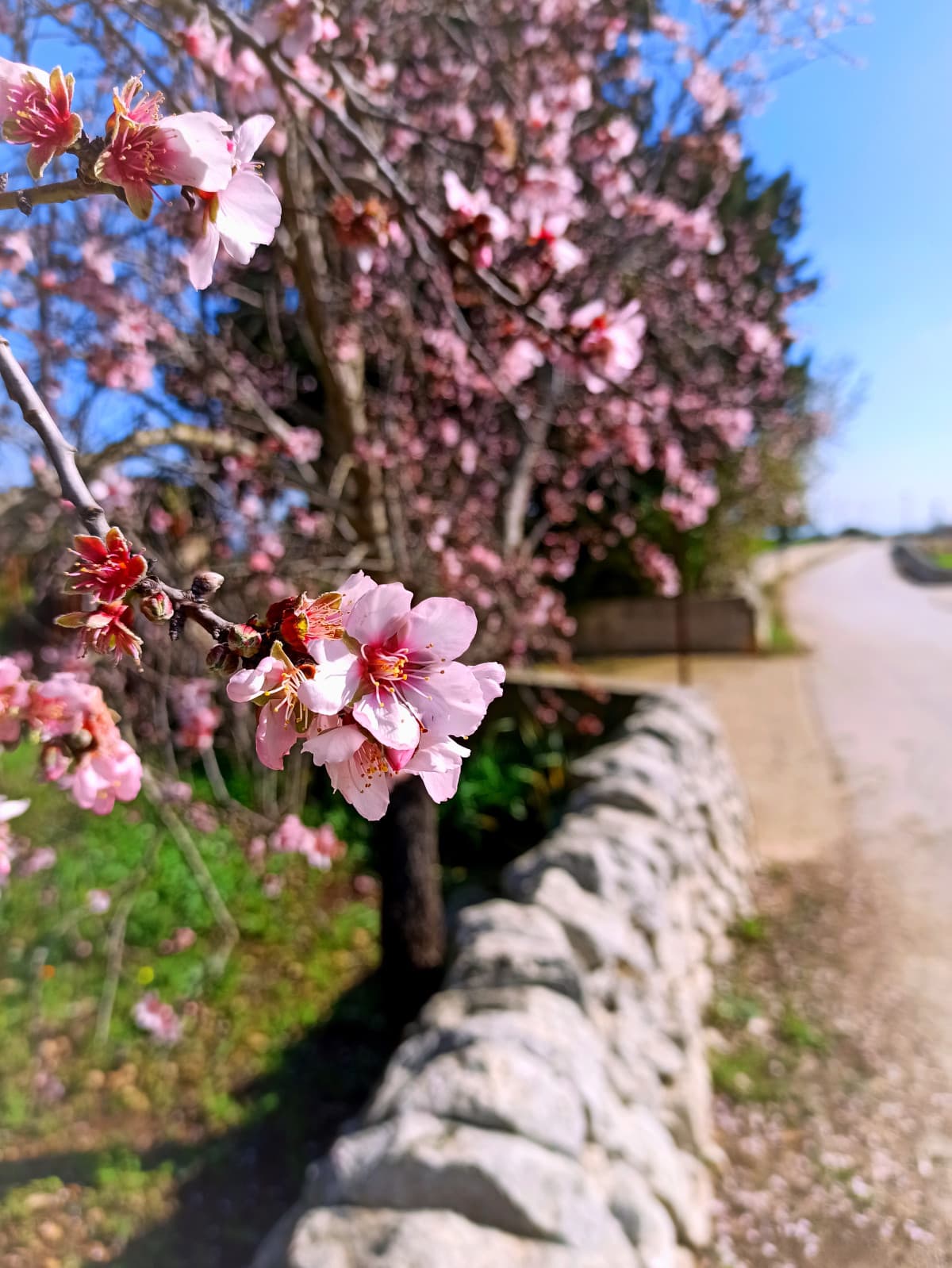 Mandorlo in fiore 