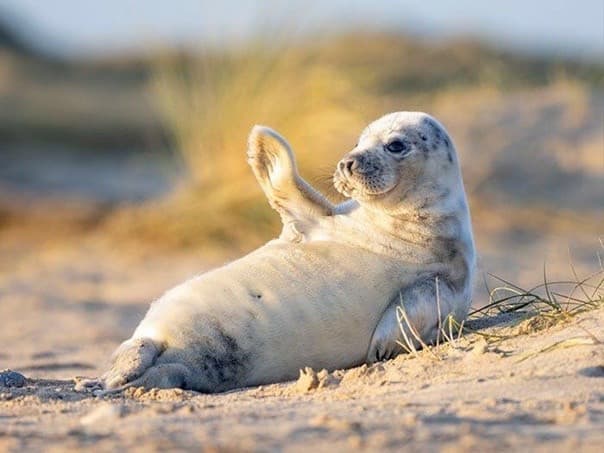 Sì scusa, avevo capito “foca”! ?