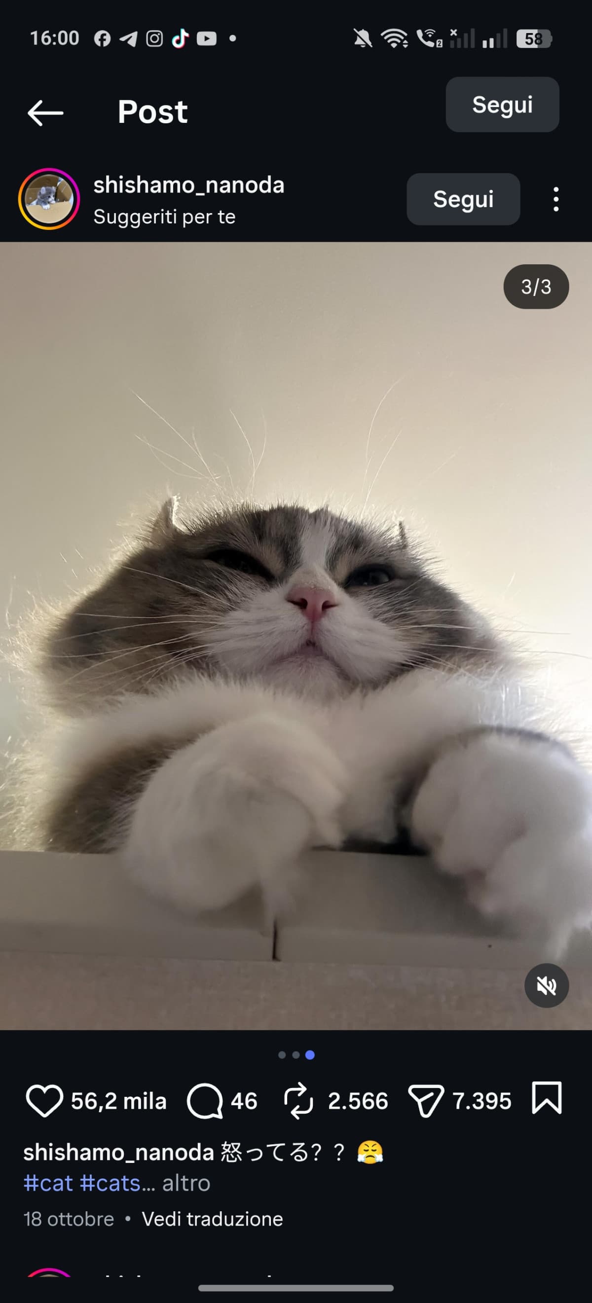Abbraccio a tutti i tristi di insegreto, ecco il vostro gatto delle coccole😺