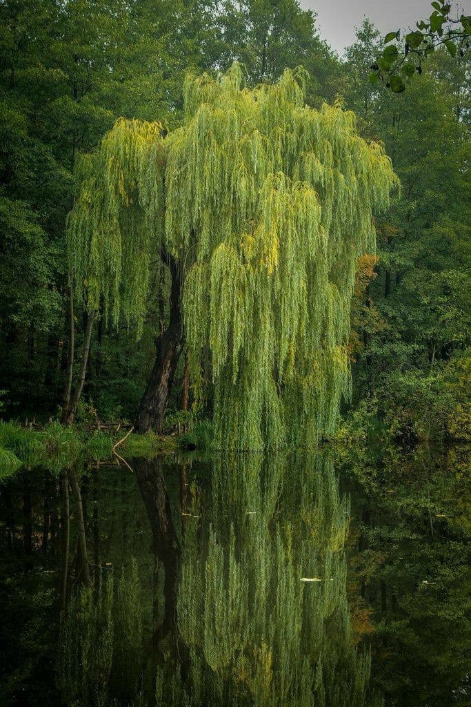 L'albero più bello del mondo