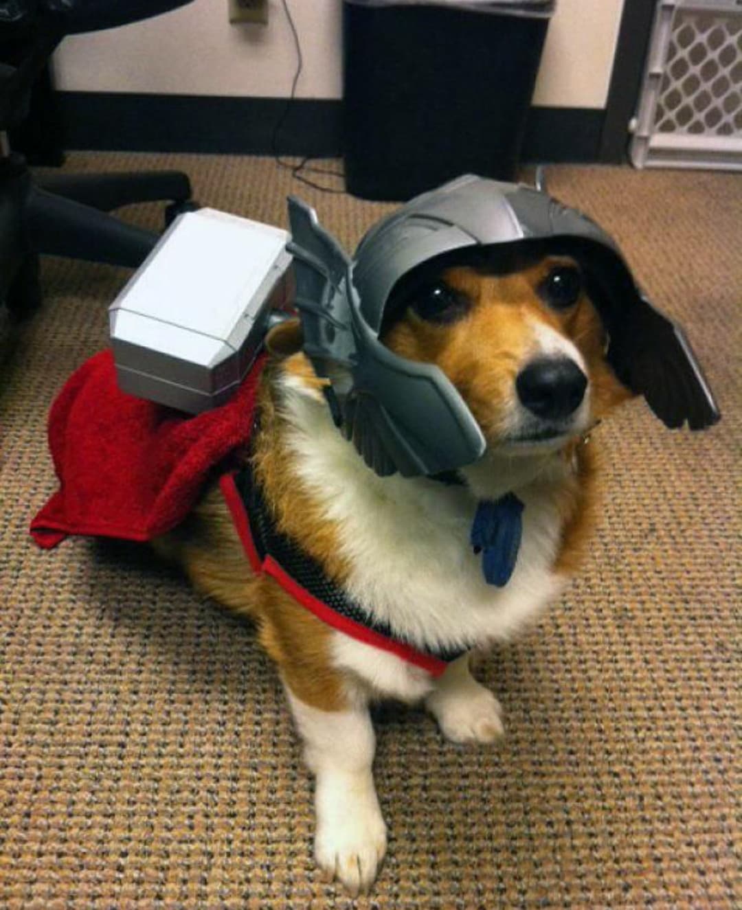 Comunque raga, quel giorno in cui riuscirò a prendermi un corgi lo porterò con me anche ai cosplay 