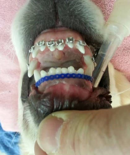 Un cane con l’apparecchio per i denti mi mancava ?