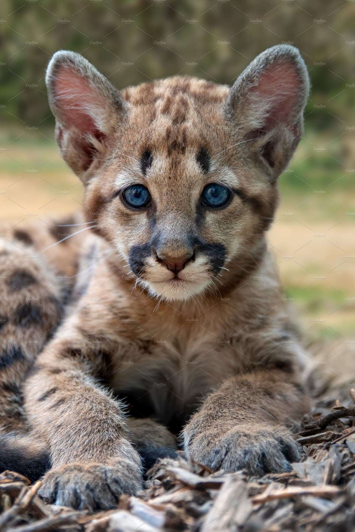 Racazzi avede mai visdo un bebi puma? È bellissimooooo