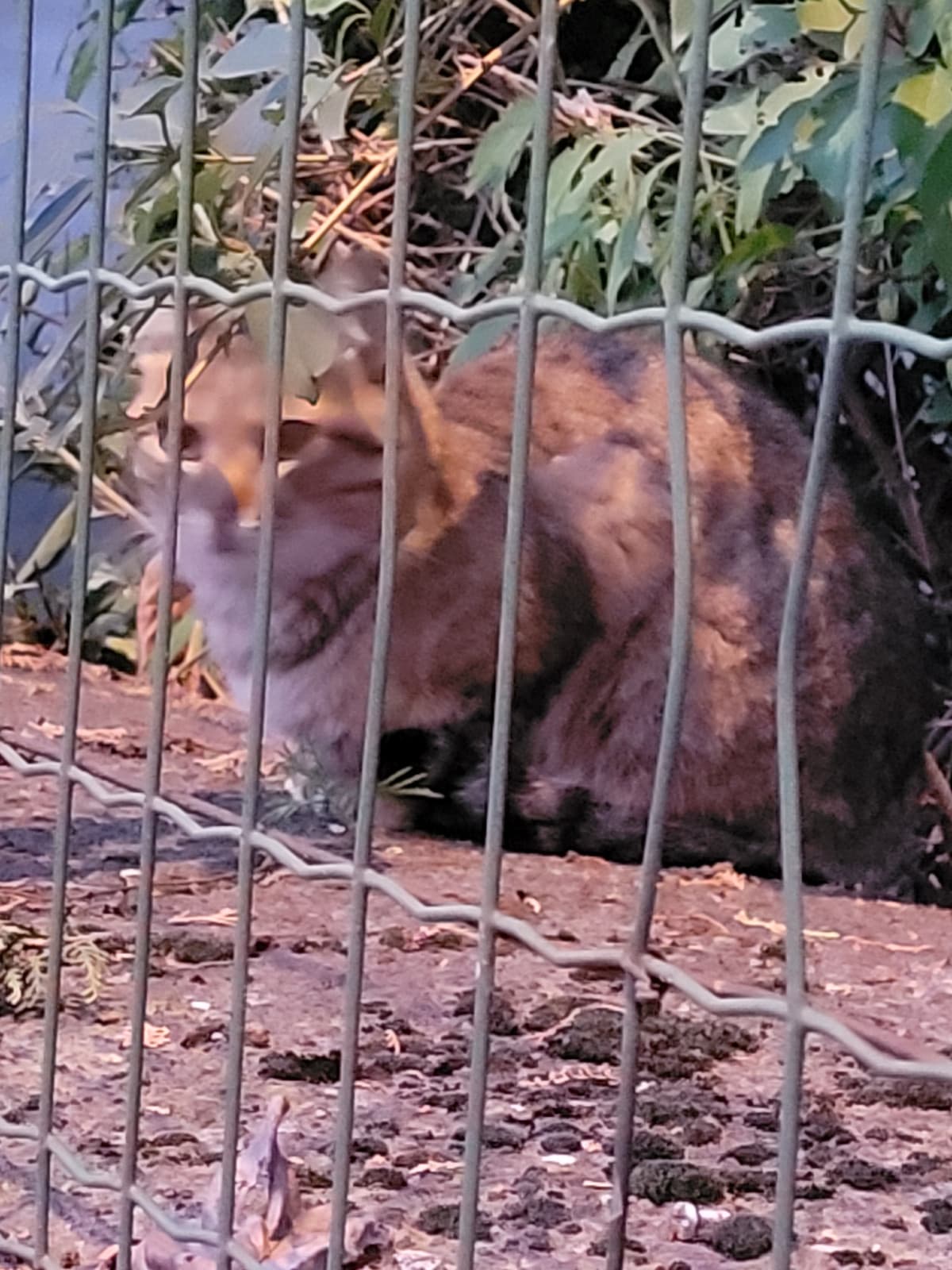 Micio di stamattina