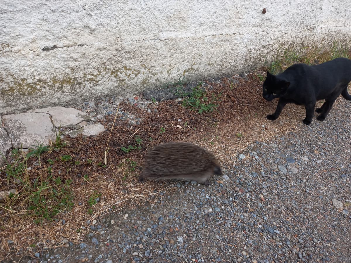 Incontro ravvicinato con un riccio (È tornato)