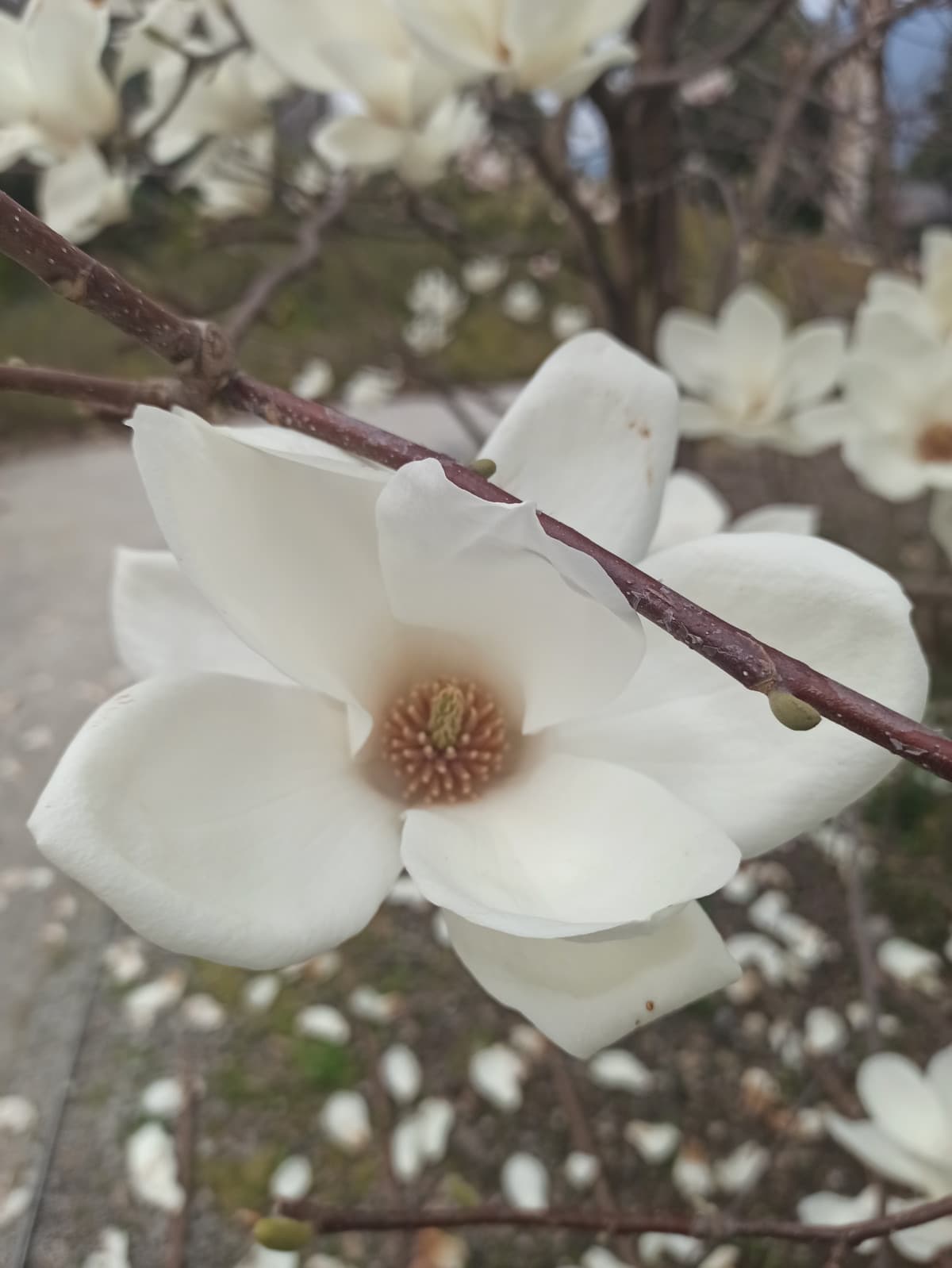 L'altro giorno ho scattato questa foto e sono troppo felice di come sia venuta💞 Quanto è bella la natura? Comunque sono passata al lato oscuro della forza, ho installato instagram 